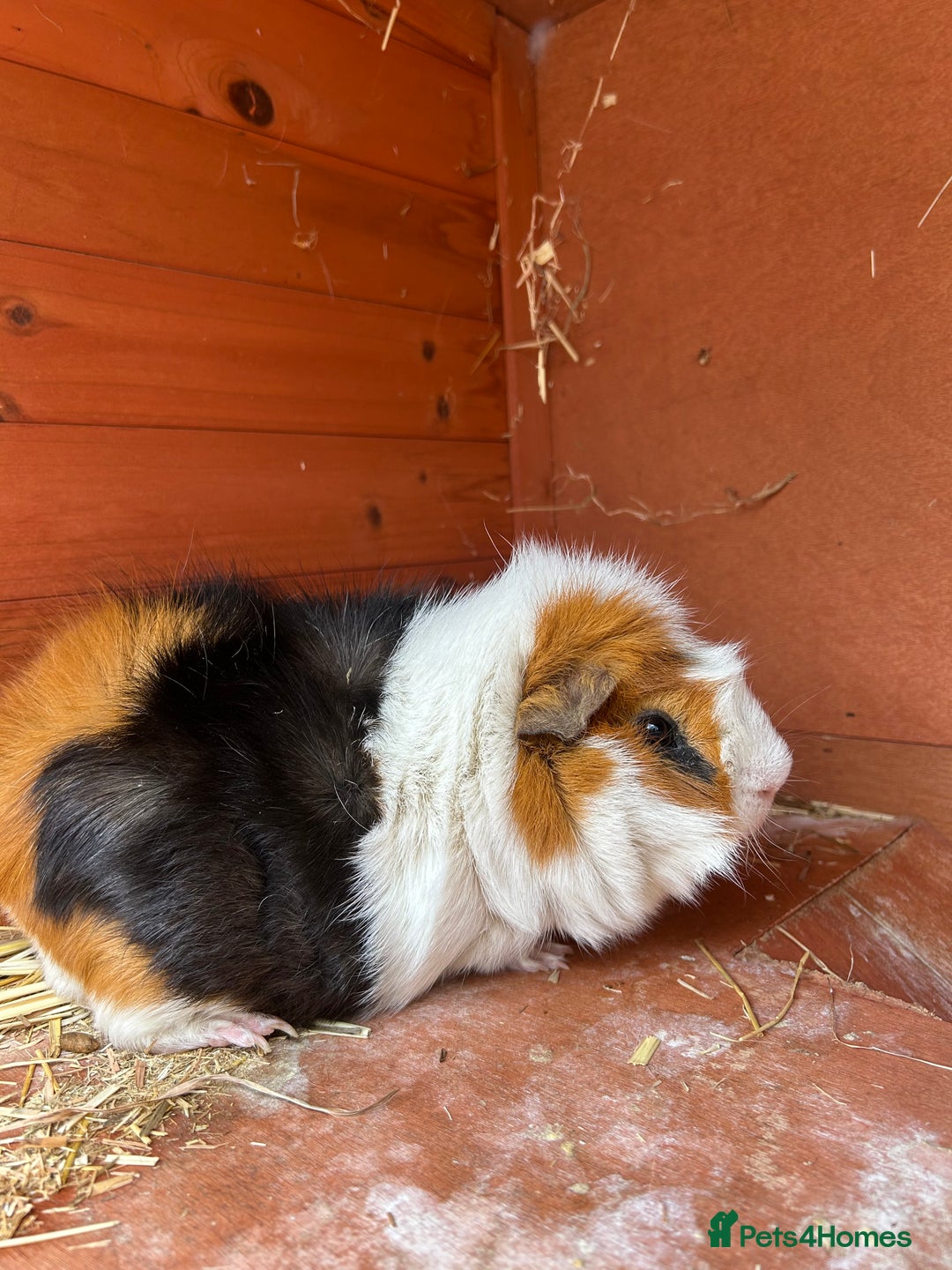 Guinea Pig rodents for sale: Male Guinea Pig for adoption (age 4.5) - Image 1