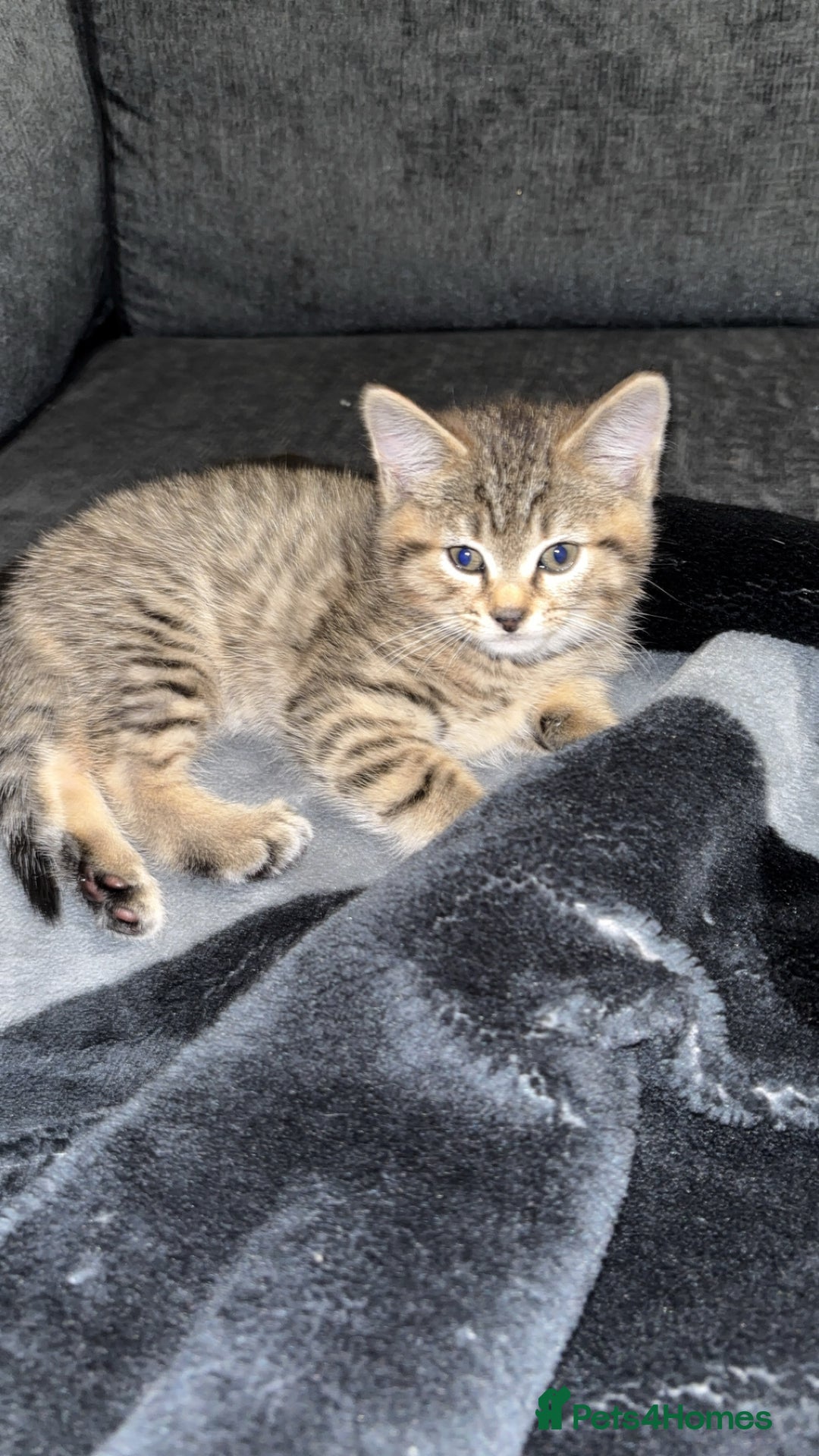 Domestic Shorthair cats for sale: Our Tabby has had kittens again - Advert 2