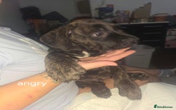 Mixed Breed dogs for sale: Pure Cane corso / pure presa canario puppies. - Image 5