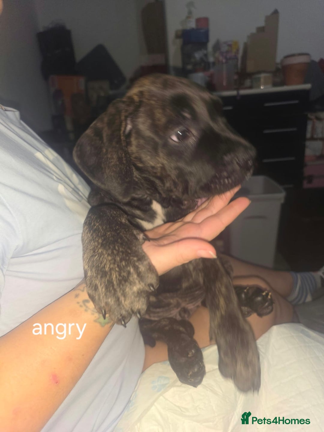 Mixed Breed dogs for sale: Pure Cane corso / pure presa canario puppies. - Image 5