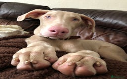 Dobermann dogs for sale: Male cream tan Doberman  - Advert 1