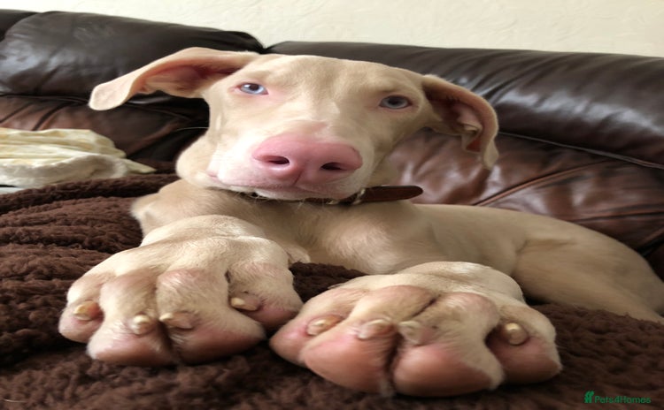 Dobermann dogs Male cream tan Doberman  - Advert 4