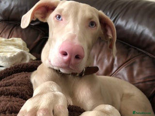 Dobermann dogs for sale: Male cream tan Doberman - Advert 1