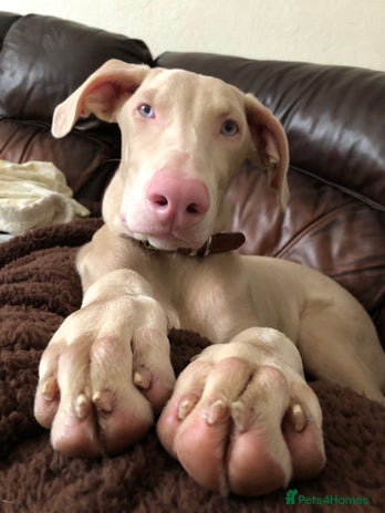 Dobermann dogs Male cream tan Doberman - Advert 2