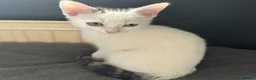 Mixed Breed cats for sale:     ✨ Adorable Kittens – 2 Boys & 1 Girl ✨ in Manchester - Advert 8