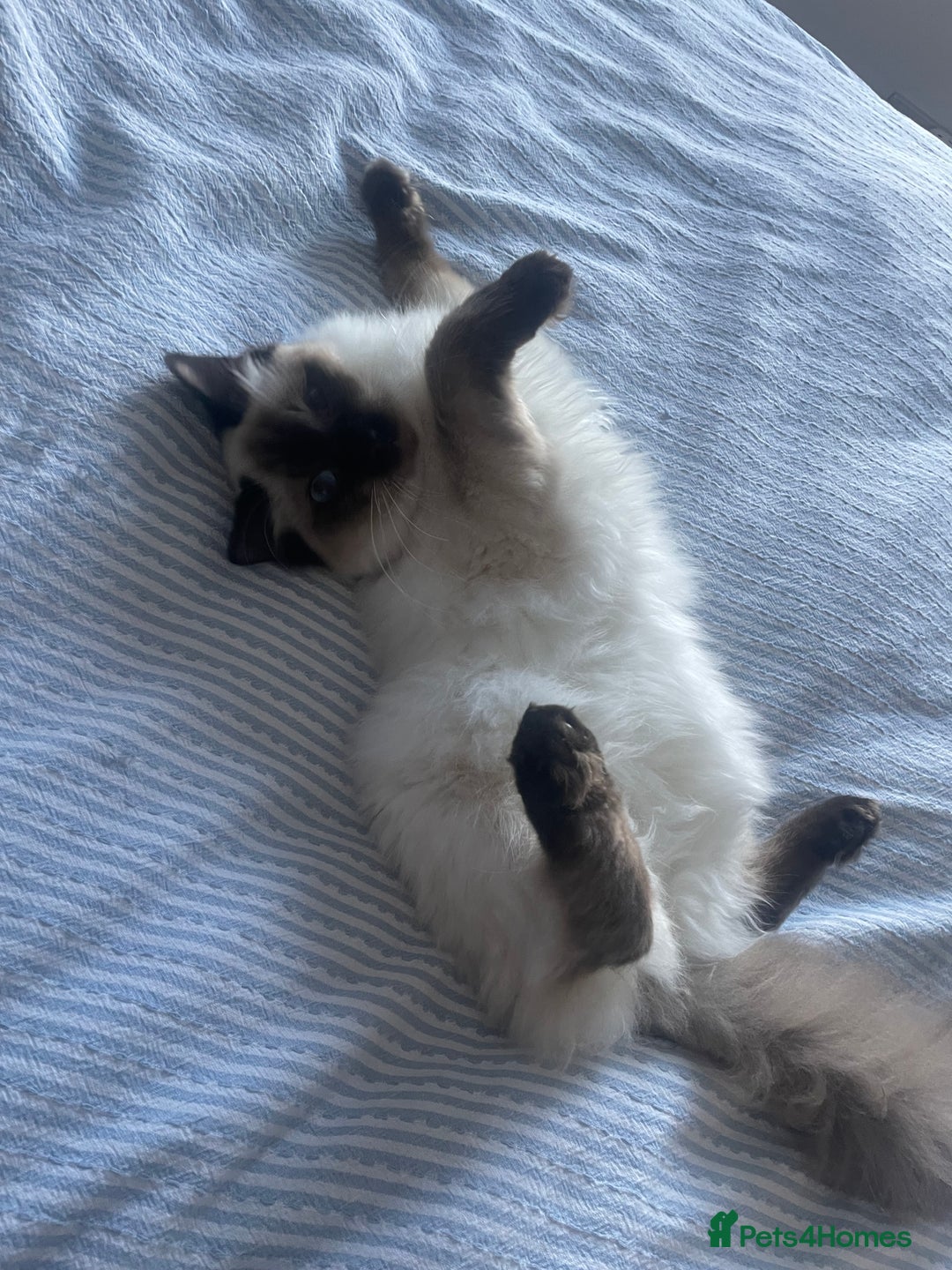 Ragdoll cats for sale: Ragdoll Cat/Kitten 8 months £200 - Advert 5