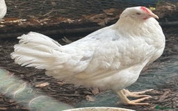 Chickens poultry for sale: Pol hybrid dark, blue and olive egg layers  - Image 9