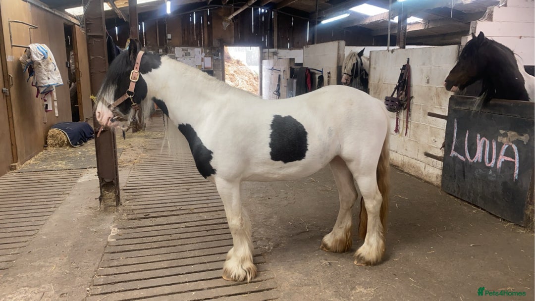 Tinker horses for sale: Family pony for sale  - Advert 4
