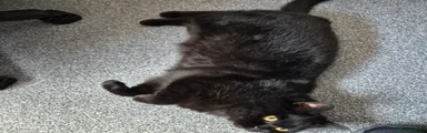 British Shorthair 1