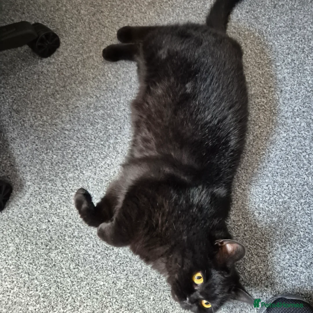 British Shorthair cats for sale: Black British shorthair female. in Dunfermline - Advert 2