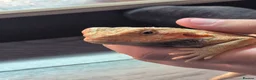 Bearded Dragon reptiles for sale: orange hypo trans leatherback bearded dragon - Advert 3