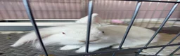 Mixed Breed rabbits for sale: Neutered white male 6 months bunny and enclosure  - Advert 3