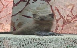 Ragdoll cats for sale: Cute ragdoll🌹🤎 - Image 10
