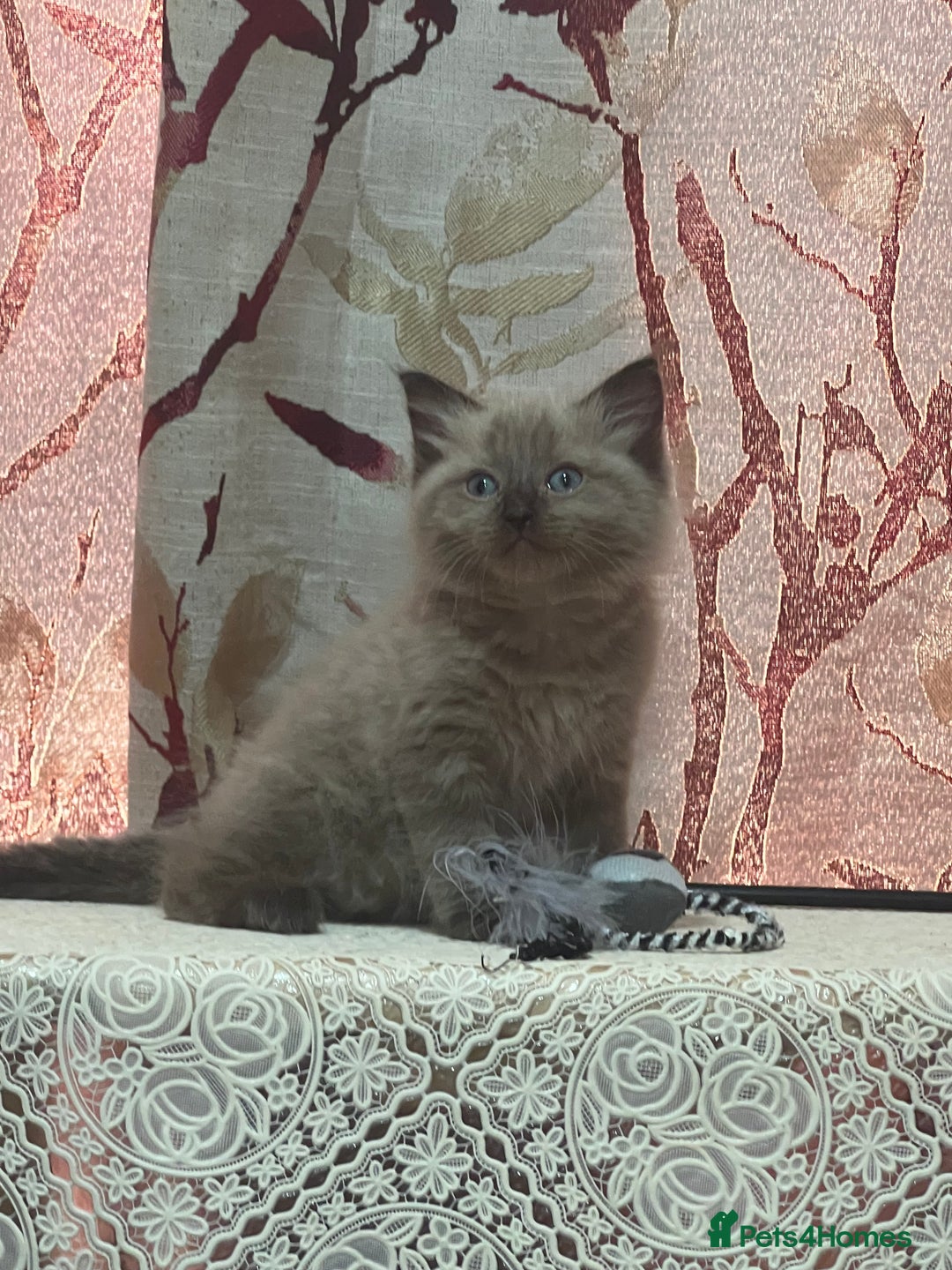 Ragdoll cats for sale: Cute ragdoll🌹🤎 - Image 10