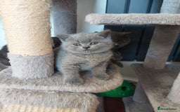 British Shorthair cats for sale: Pedigree British short hair kittens for sale  - Image 5