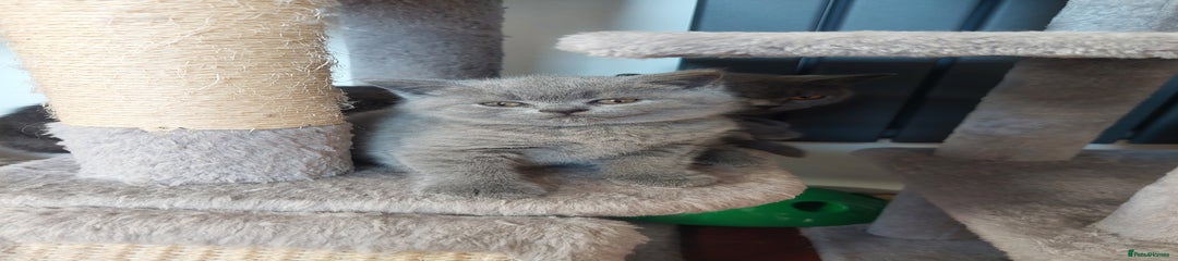 British Shorthair Kitten 1