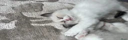 Ragdoll cats for sale: Beautiful baby girl ragdoll  in Liverpool - Advert 3