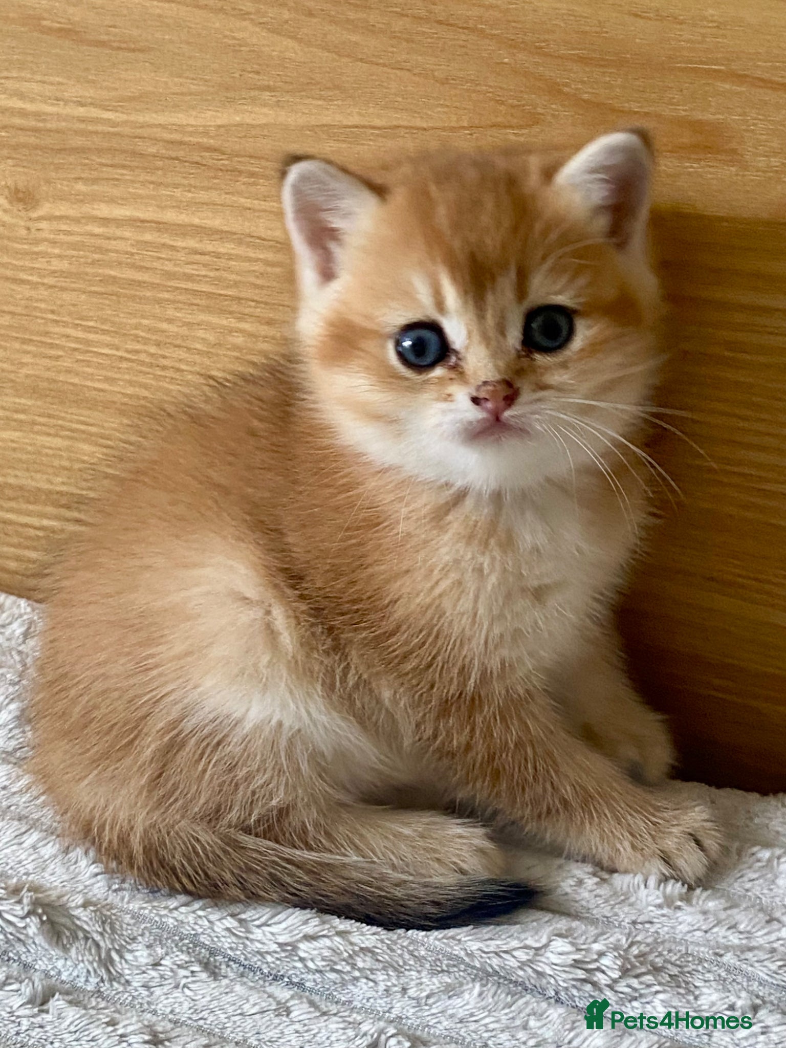British Shorthair cats for sale: British Shorthair Golden & Silver Kittens  - Advert 1