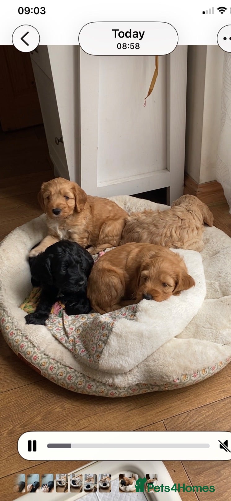 Cockapoo dogs Cockapoo pups for sale born 2/6/26 - Advert 2