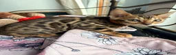Bengal cats for sale: Quality kittens Bengal for sale in Harrow - Advert 13