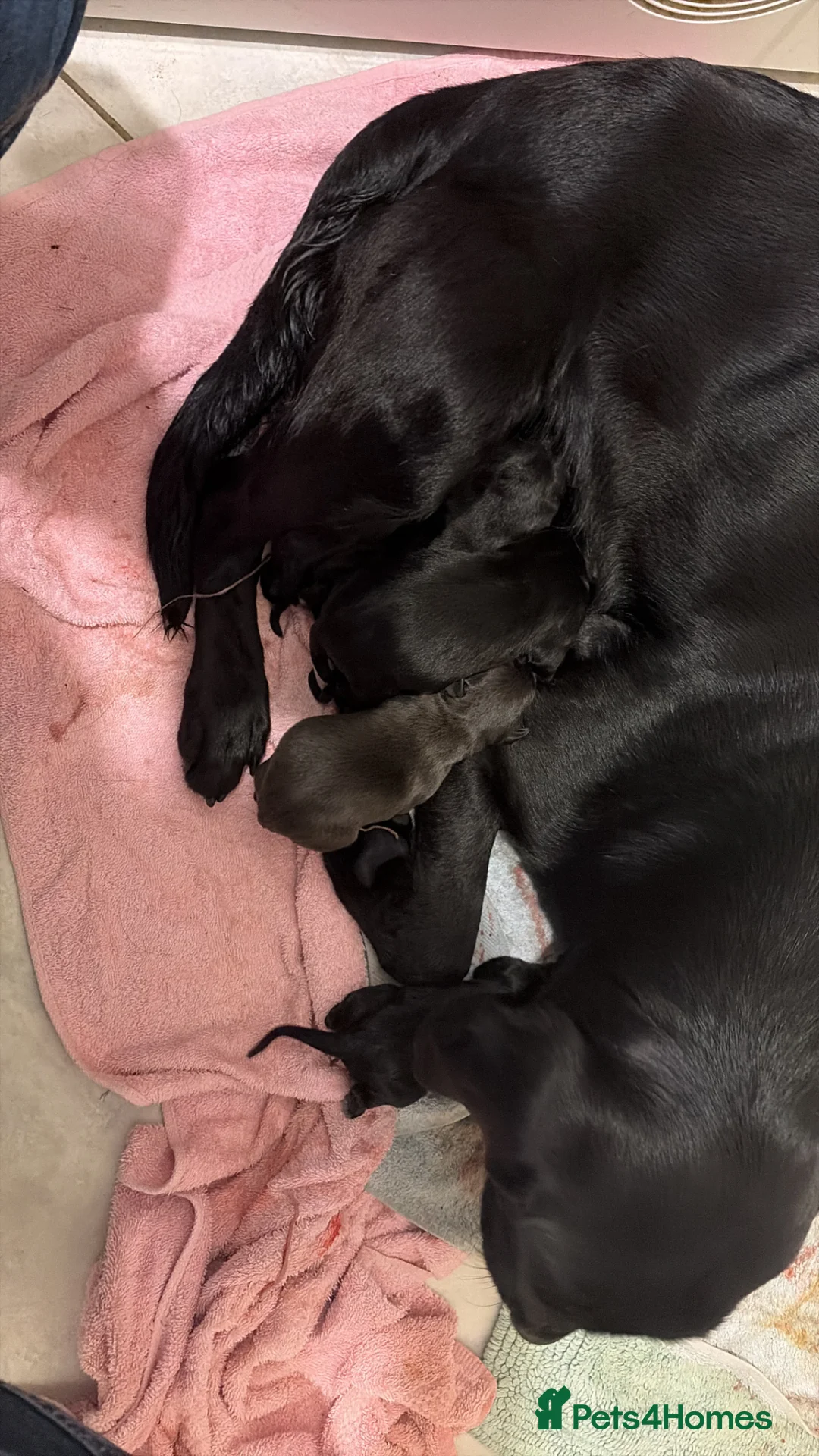 Mixed Breed dogs for sale: Lab x Lurcher  in Northampton - Advert 2