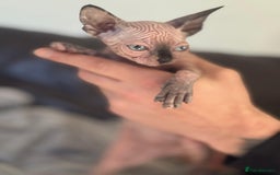 Sphynx cats for sale: Beautiful sphinx babies - Advert 15