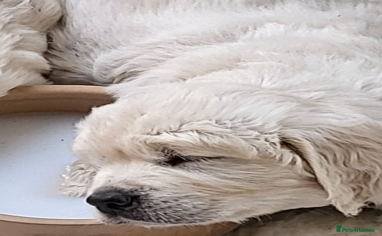 Golden Retriever dogs - Advert 13
