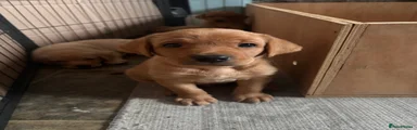 Labrador Retriever 1