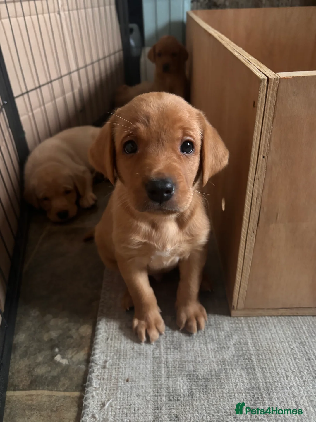 Labrador Retriever dogs for sale: KC registered Yellow Labrador puppies - 2 males  in Coleford - Advert 2