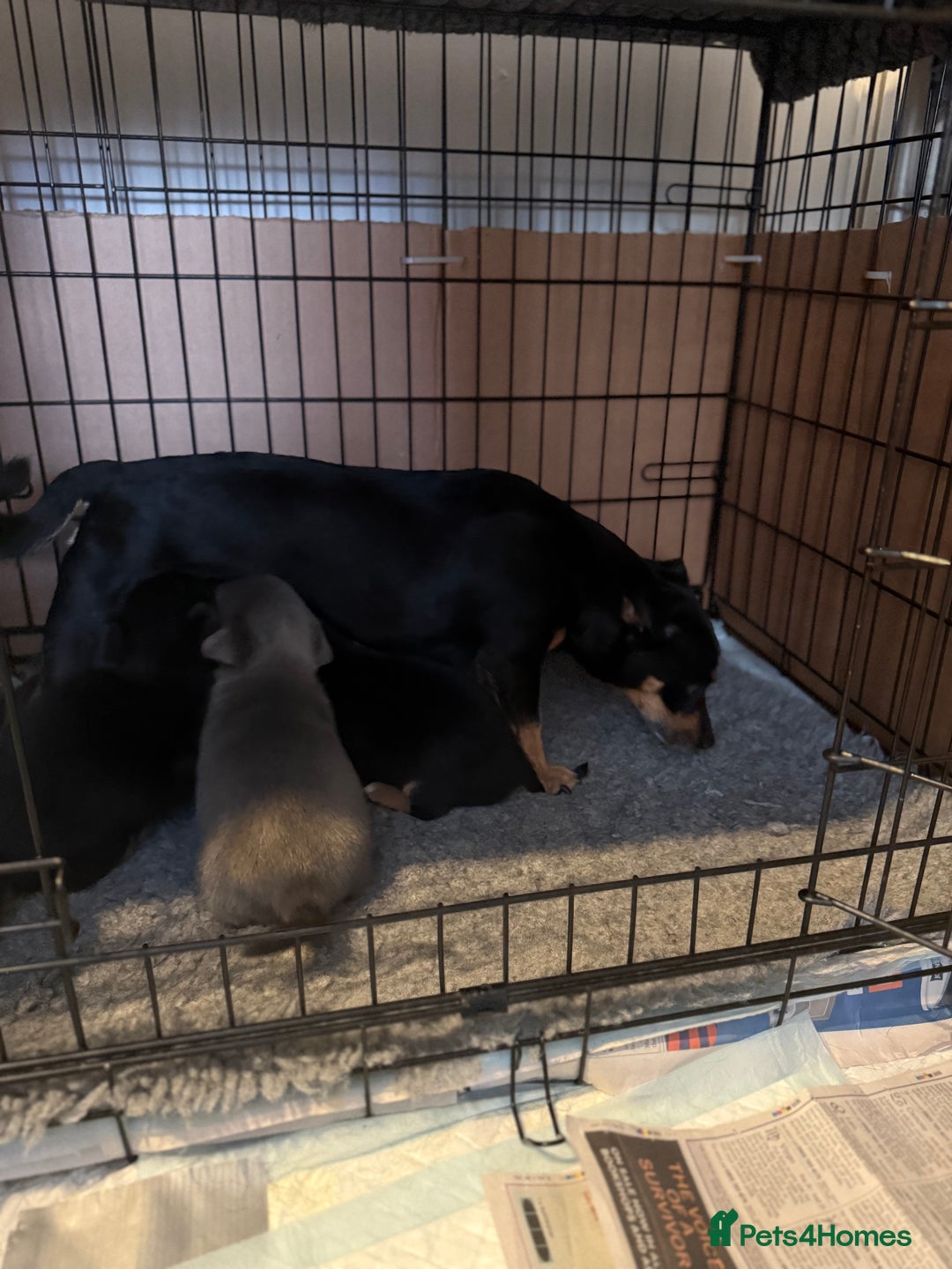 Jack Russell dogs for sale: ✨ Exceptional Miniature Jack Russell Puppies ✨ - Advert 10