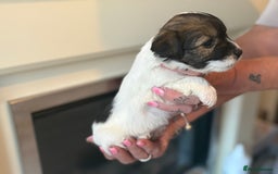 Jack Russell dogs for sale: Jack Russell puppies - Image 5