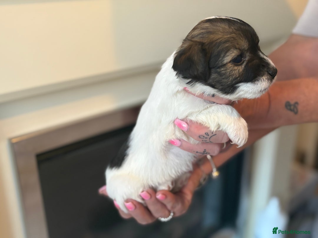 Jack Russell dogs for sale: Jack Russell puppies - Image 5