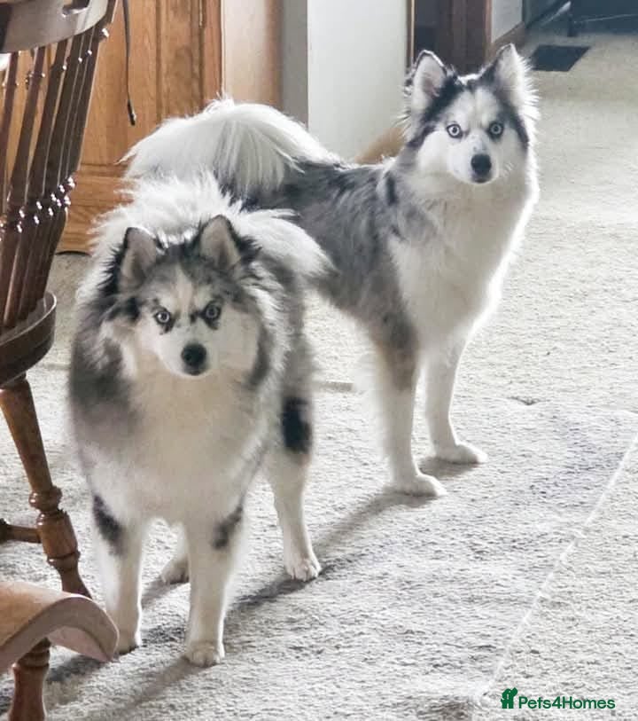 Mixed Breed dogs Pomsky Mom and Daughther Duo - Advert 1