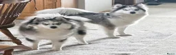 Mixed Breed dogs for sale: Pomsky Mom and Daughther Duo - Advert 1