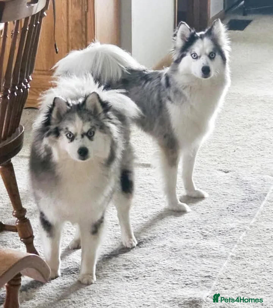 Mixed Breed dogs for sale: Pomsky Mom and Daughther Duo - Advert 1