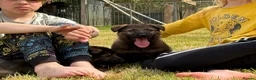 German Shepherd dogs for sale: German Shepherd dog pup - Advert 4