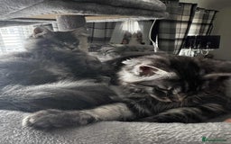 Maine Coon cats for sale: GCCF & TICA Reg Affectionate Maine Coon kittens - Image 34