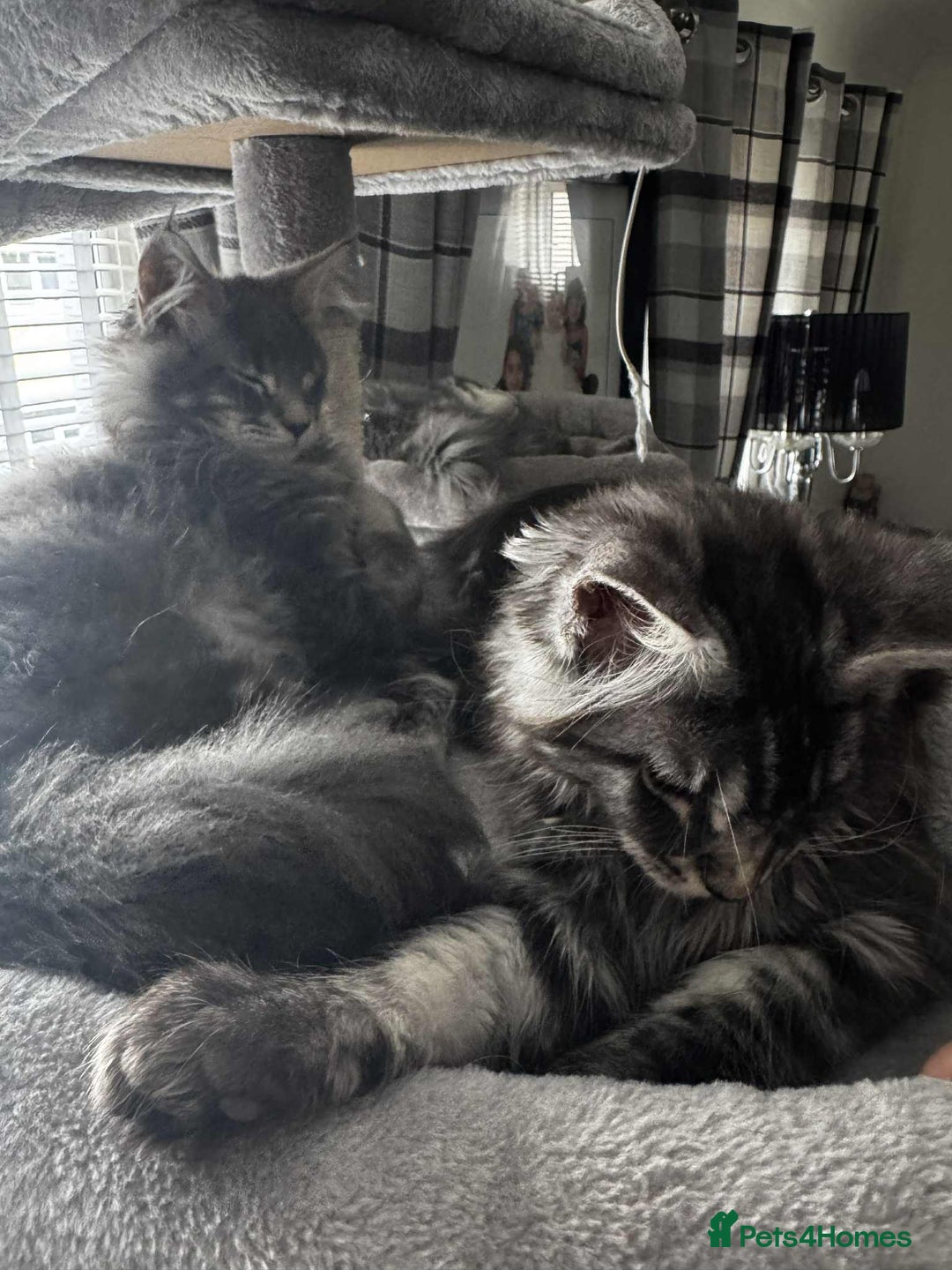 Maine Coon cats for sale: GCCF & TICA Reg Affectionate Maine Coon kittens - Image 34