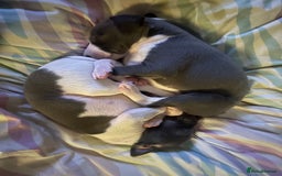 Mixed Breed dogs for sale: Adorable whippet x Italian greyhound pups !!! - Image 10