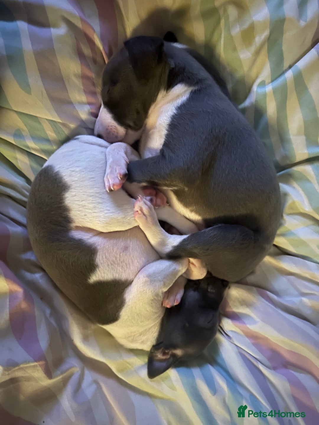 Mixed Breed dogs for sale: Adorable whippet x Italian greyhound pups !!! - Image 10