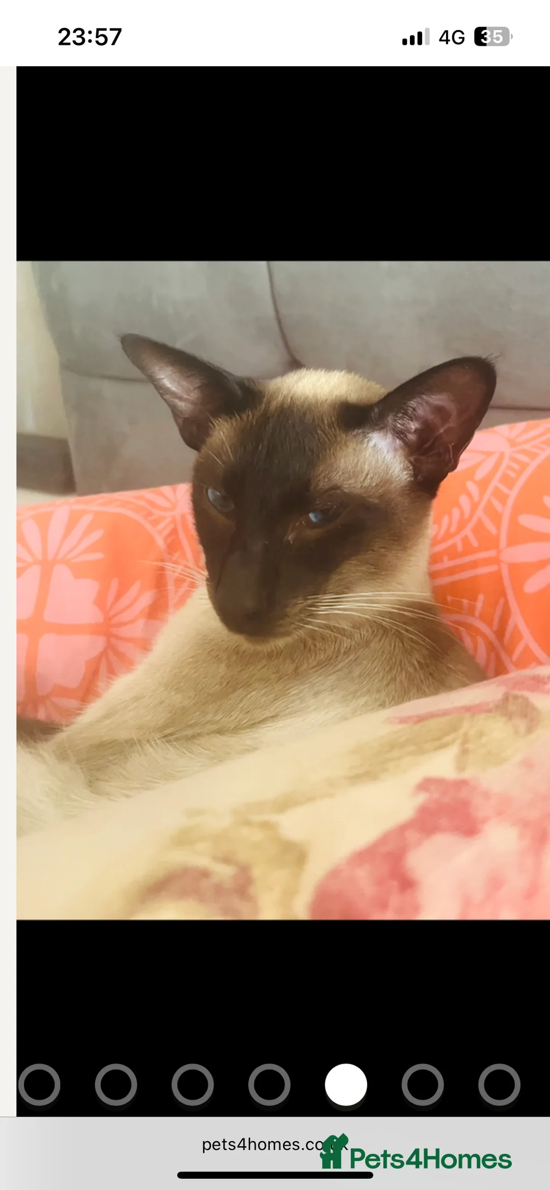 Siamese cats for stud: Stunning wedge head Siamese boy for stud service  - Advert 8