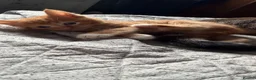 Mixed Breed cats for sale: 2 stunning mixed breed kittens  - Advert 5