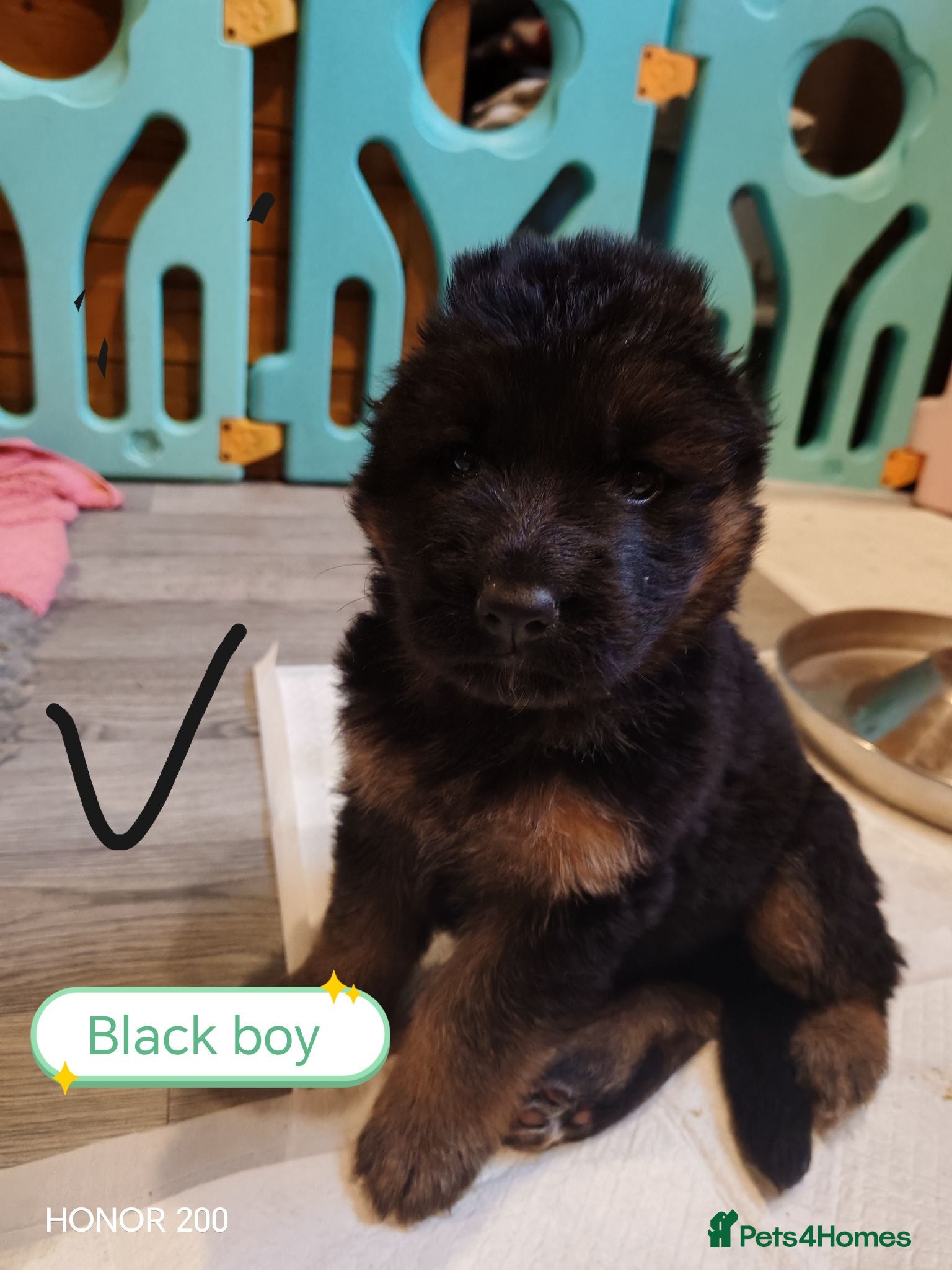 German Shepherd dogs Long-Coated German Shepherd Puppies  - Advert 2