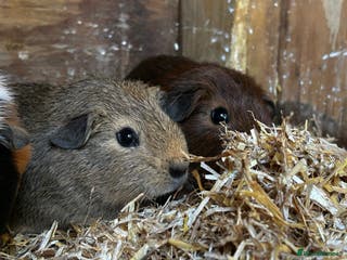 Guinea Pig rodents Guinea pigs babies looking for their forever homes - Advert 17