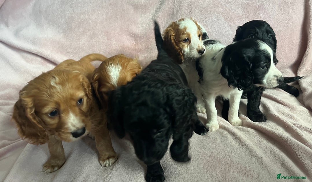Cockapoo dogs for sale: Cockapoo puppies  - Image 1