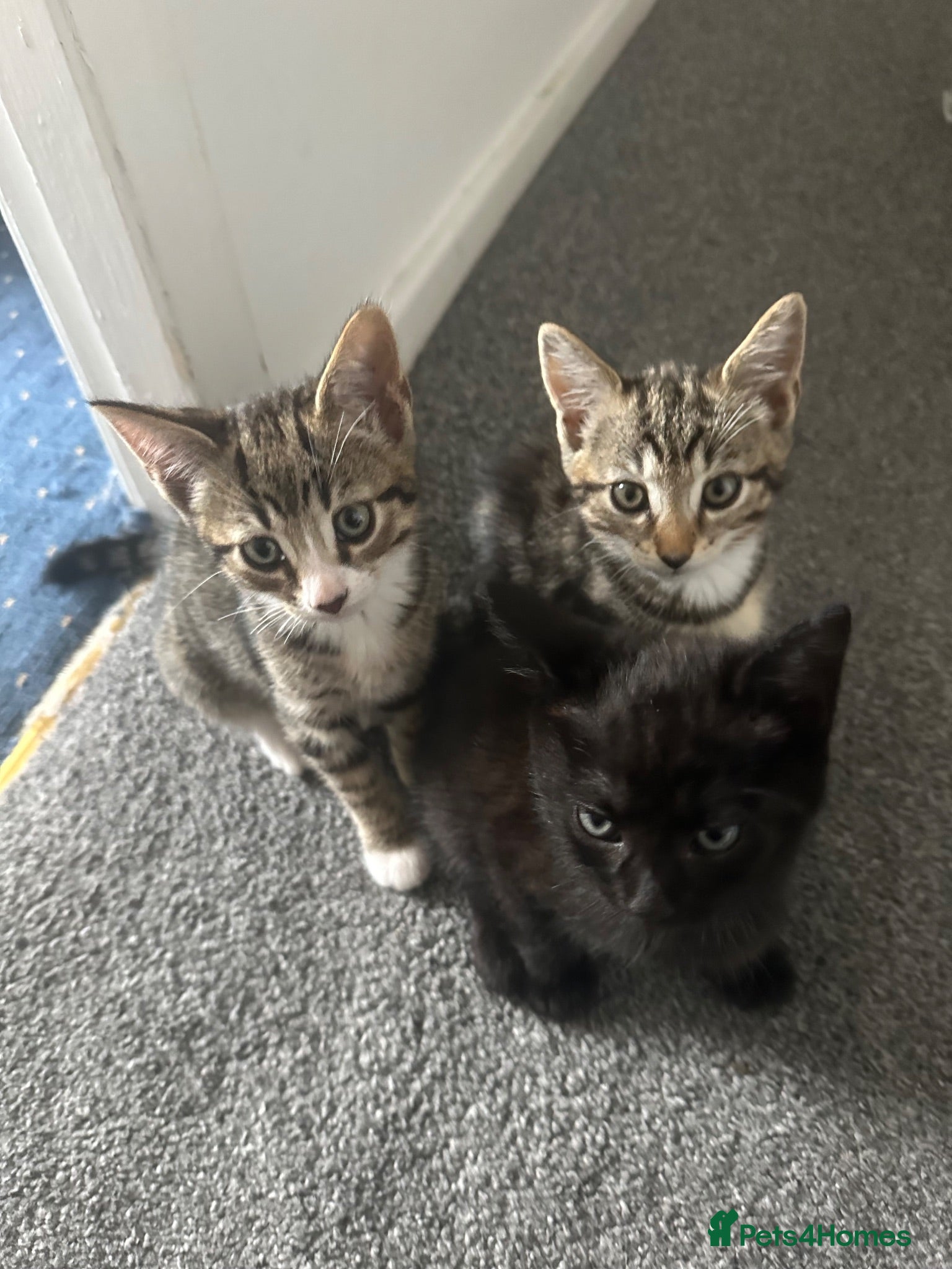 Mixed Breed cats 4 Male Kittens Ready For New Homes - Advert 1
