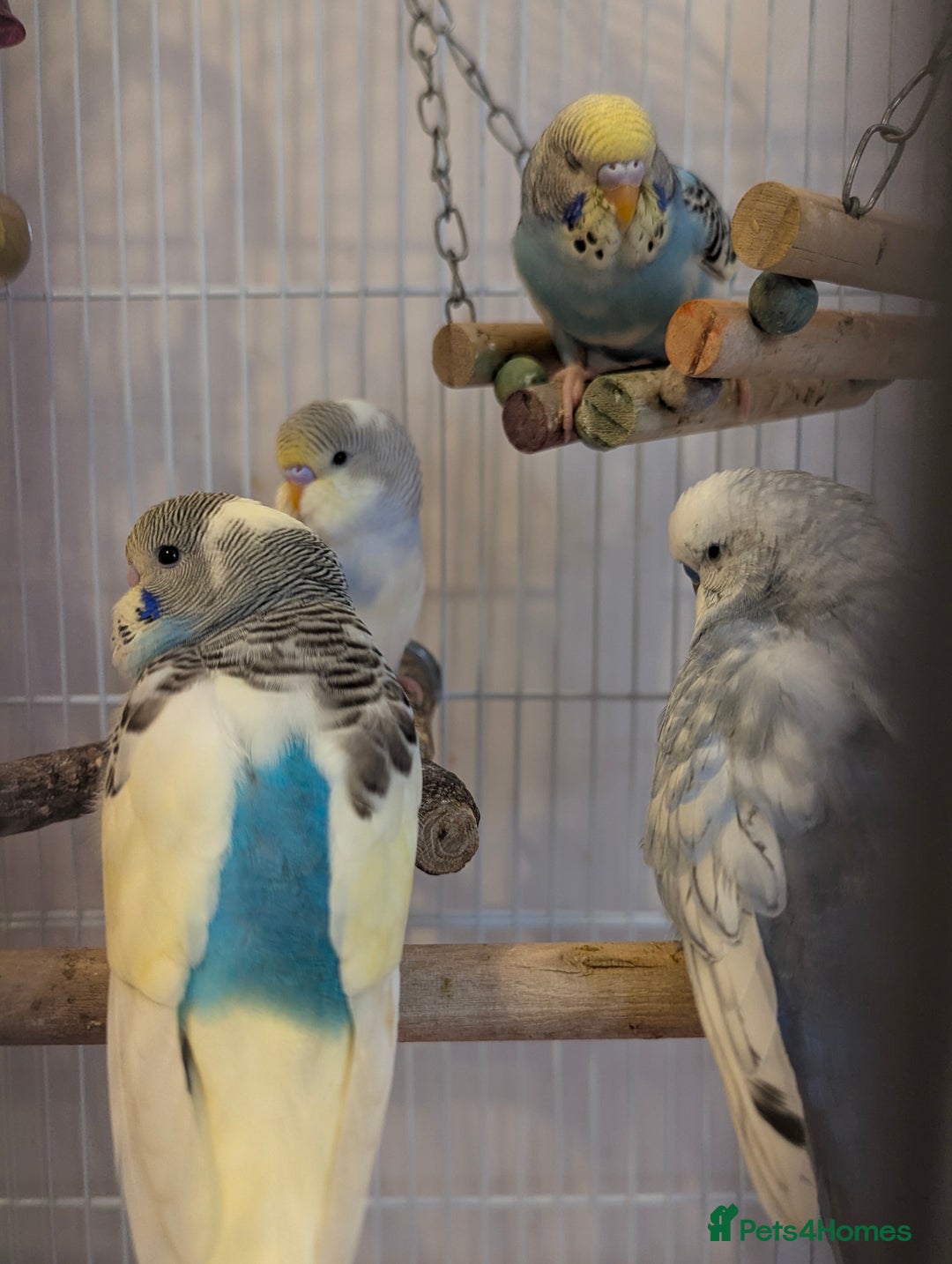 Budgerigars birds for sale: Fully tamed 4 budgies with Cage, accessories,food - Image 12
