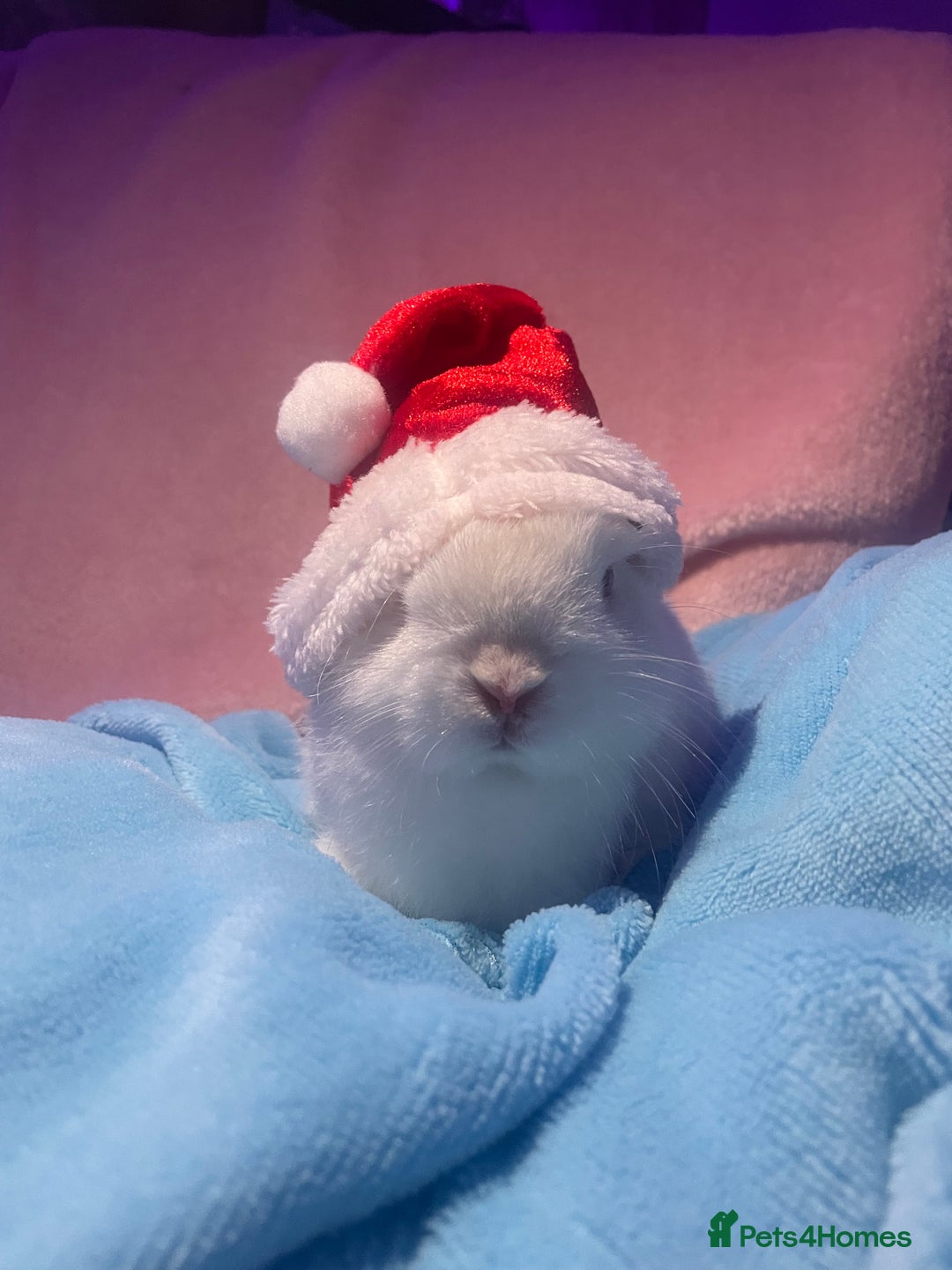 Netherland Dwarf rabbits for sale: Two bunnys looking for a 10/10 forever home.  - Image 2