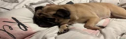 Pug dogs for sale: Tilly  - Advert 12
