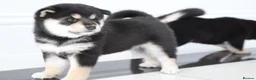 Japanese Shiba Inu dogs for sale: EXCEPTIONAL SHIBA INU PUPPIES OUTSTANDING QUALITY - Advert 9
